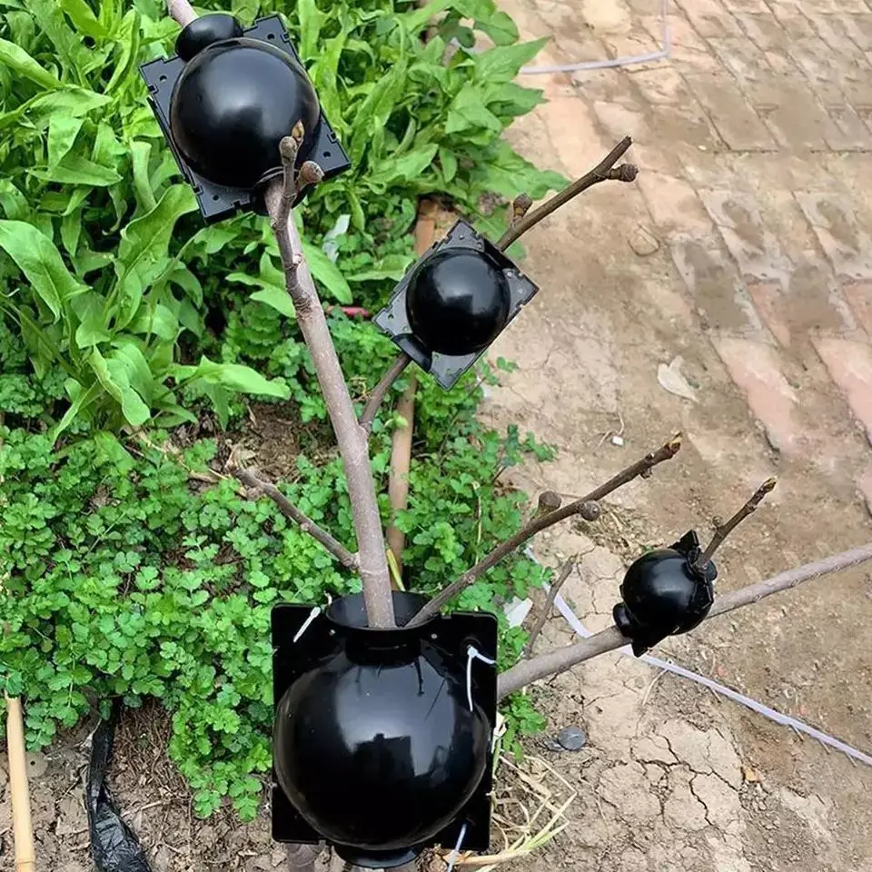 

5Pcs Plant Root Growing Box Cutting Grafting Rooting Box Garden Rooting Propagation Ball Plant Rooting Garden Supplies