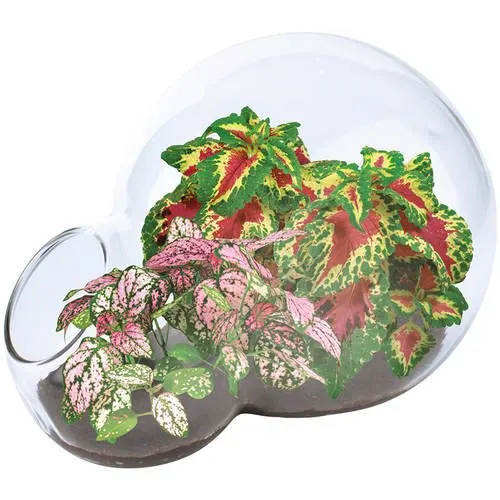 

Bubble Glass Terrarium Color Explosion