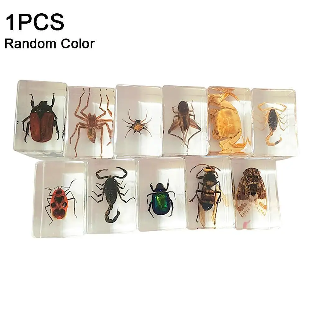

Resin Insect Specimen Handicraft Spider Beetle Scorpion Decoration Boy Gift Home Sample Biological Accessories B1w4
