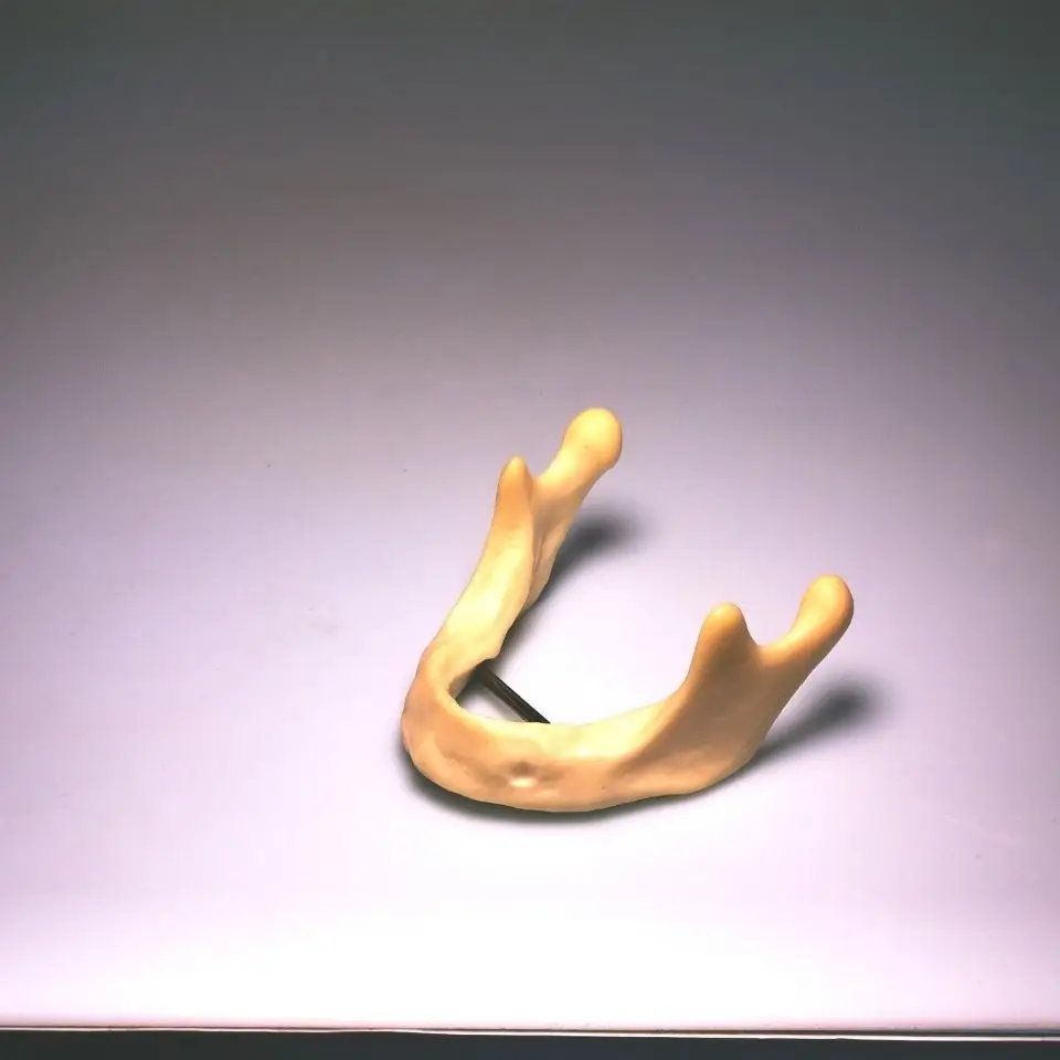 Dentistry Mandible implant practice model drilling Dental |