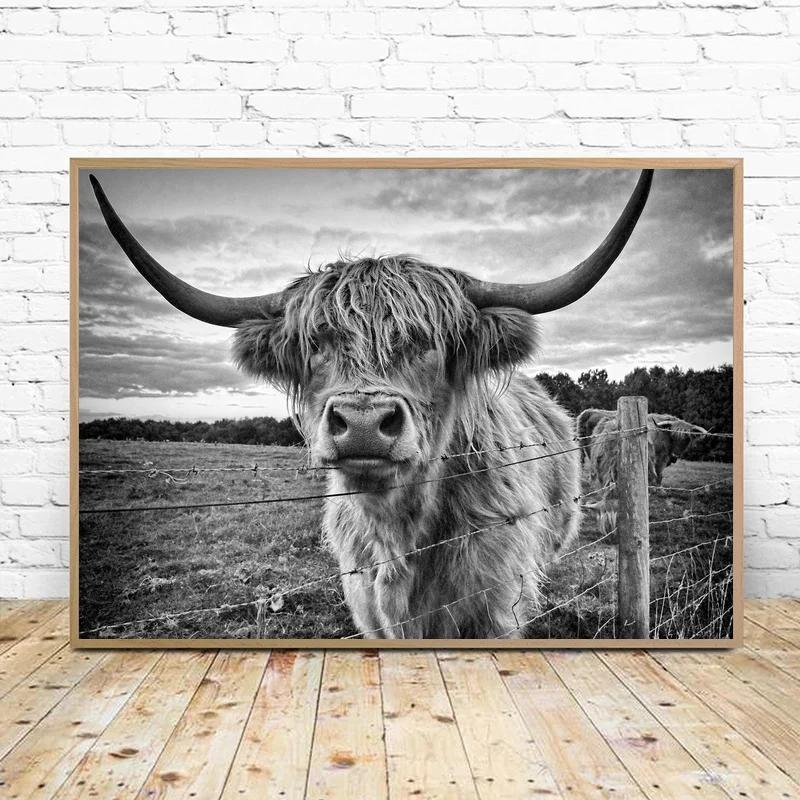 

Highland корова ферма животные Highland бык постер холст настенное искусство домашний декор
