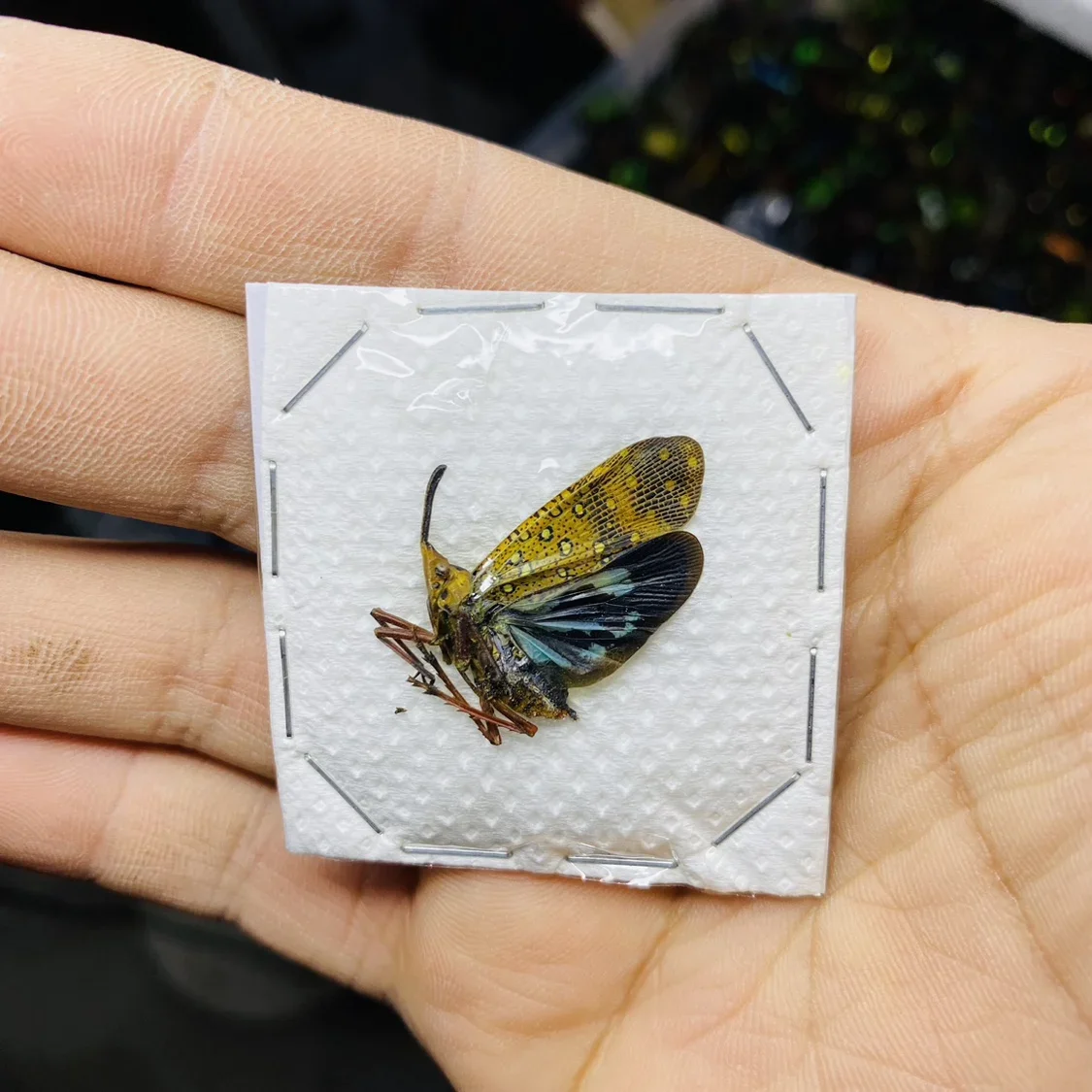 1 шт. настоящие образцы цикады Tosena Splendida Beetle украшения с насекомыми декоративные