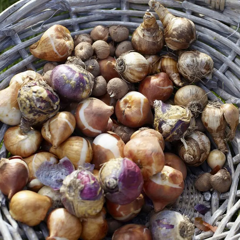 

Bulb Garden 50 Bulbs Multicolor Partial Sun Perennial Deer Resistant 3 lbs