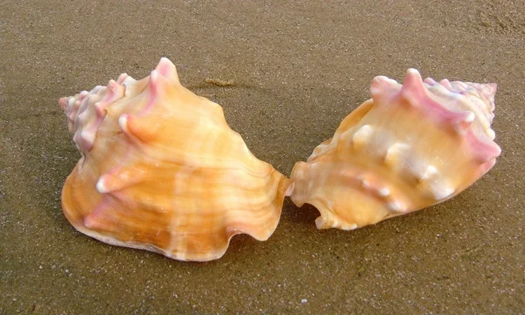 2 шт. ракушки румяна улитка маленький подарок украшение для дома аквариум
