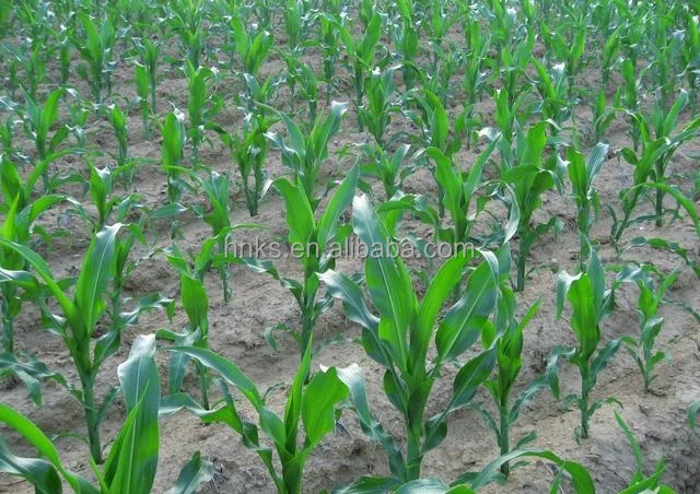 Многофункциональная посадочная машина для зерен семейная кукурузы арахиса и сои