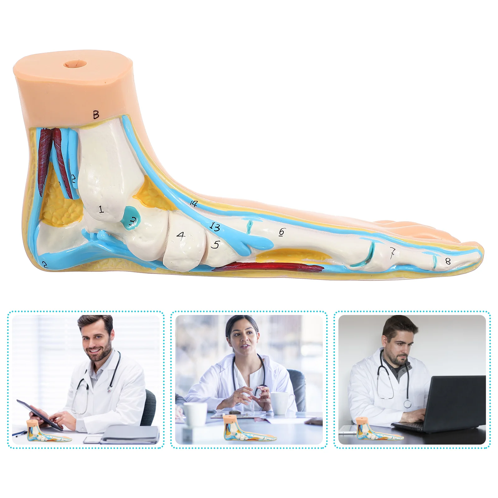 

Human Anatomy Flat Foot Model Teaching Anatomy Foot Model