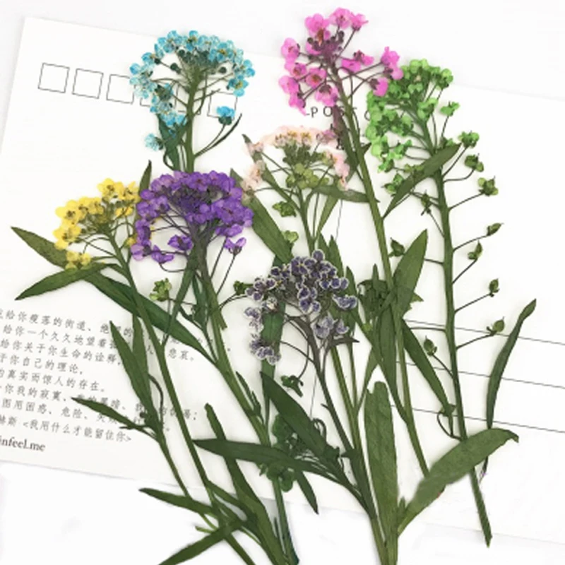 

9 Different Colors Hornsey Ball / Alyssum For Home Decoration Dried Pressed Flower 1 lot/10bags (60pcs flowers)