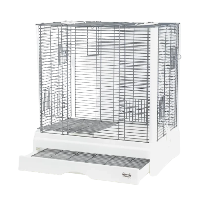 Попугай Paloma