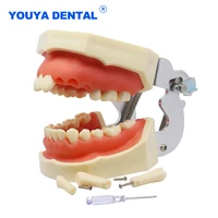 dental model training typodont resin teeth for dental technician practice gum teaching standard jaw model dentistry equipment