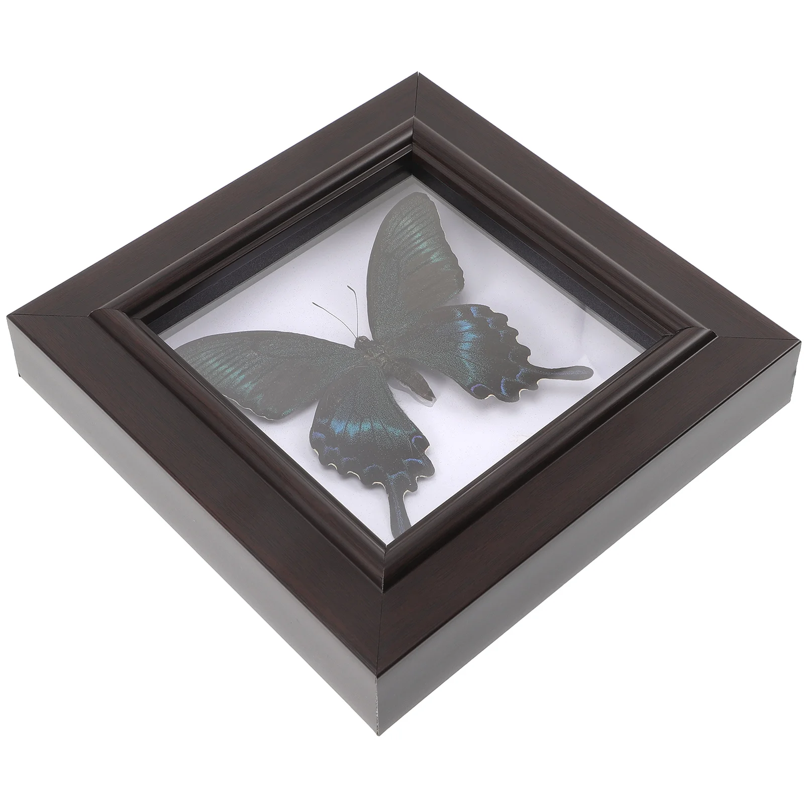

Specimen Shadow Box Displayframe Case Decor Framed Wall Preserved Taxidermy Boxesfaux Fake 3D Butterflies Specimens Artwork