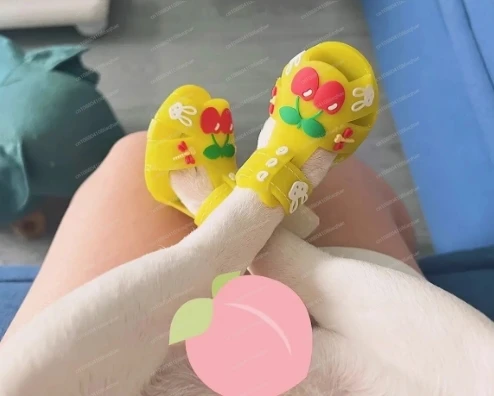 

Прозрачные летние сандалии для собак