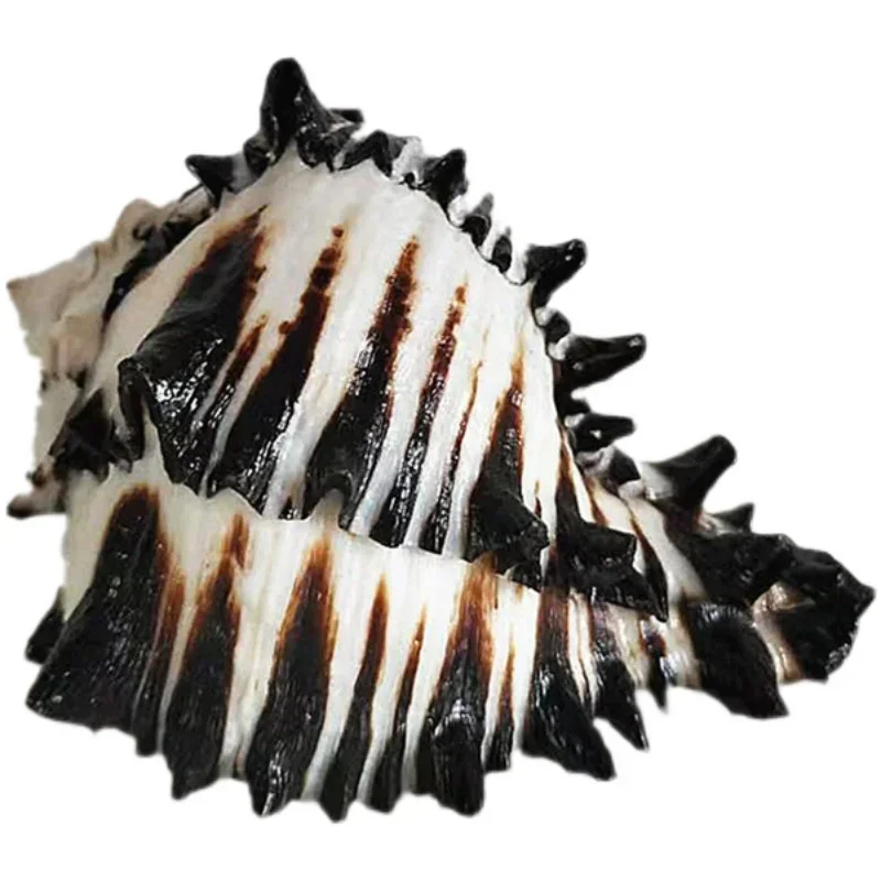 Раковина 9-11 см большая раковина декоративная для воздушных растений подходит