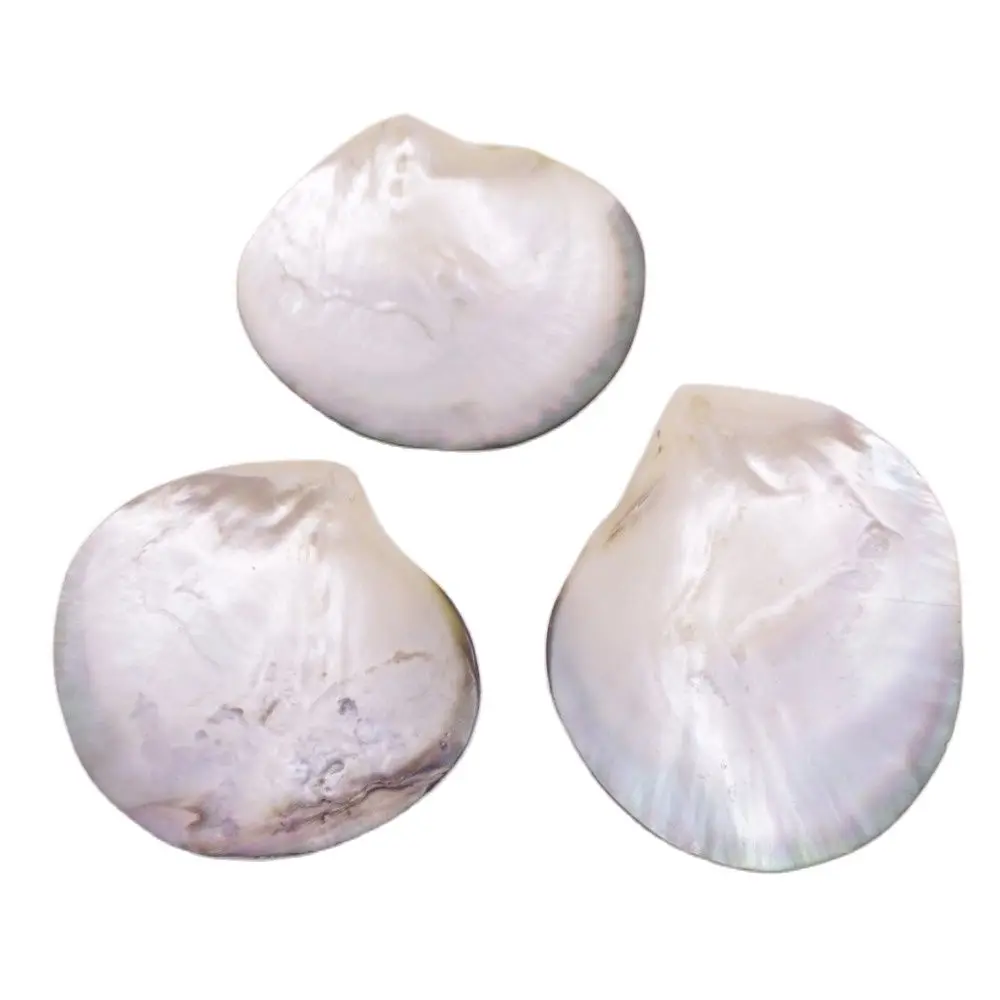 5 PCS 70mm-80mm Shell Natural Mother of Pearl No Hole Collectibles