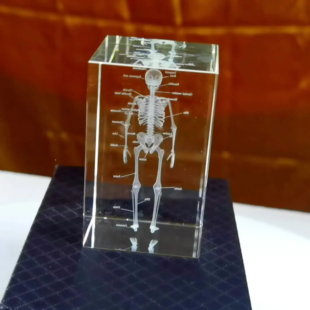 3D кристалл человеческого скелета анатомическая модель с лазерной гравировкой медицинский обучающий инструмент научный подарок для врачей медицинский художественный подарок (art.: 3920d37c804cd) - 3920d37c804cd