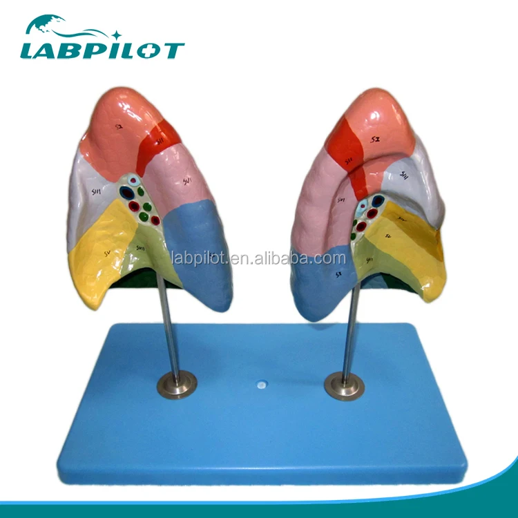 

High Quality Bronchopulmonary Segments of Lung Model, Pulmonary Segments Lung Model