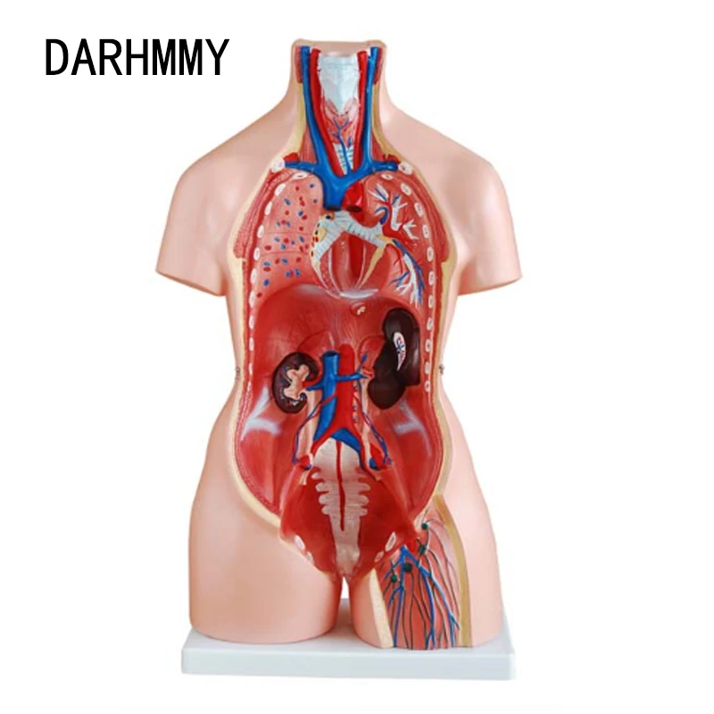 Фото Человеческий ТОРС DARHMMY, модель тела 85 см, три секса, торс, 21 деталь, медицинская модель, внутренние органы для обучения №3