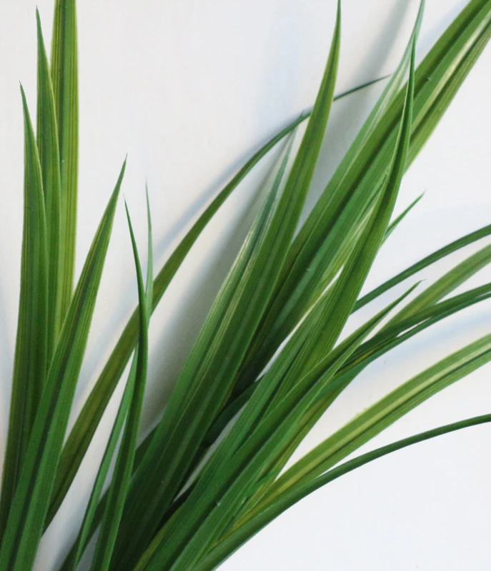 3-крашеная Магнолия цветок орхидеи травяная линия рассады травы широколистная