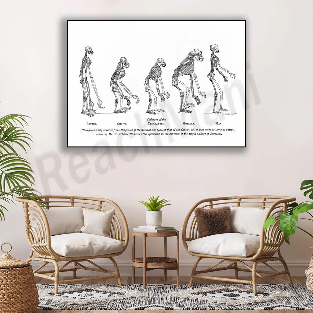 Доказательства человеческого места в природе человеческая эволюция