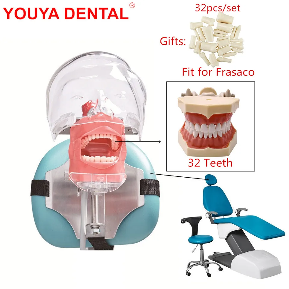 

Лидер продаж, стоматологический симулятор Phantom с 32 зубьями, подходит для Frasaco, простая модель головы, учебная стоматология стандартного стандарта