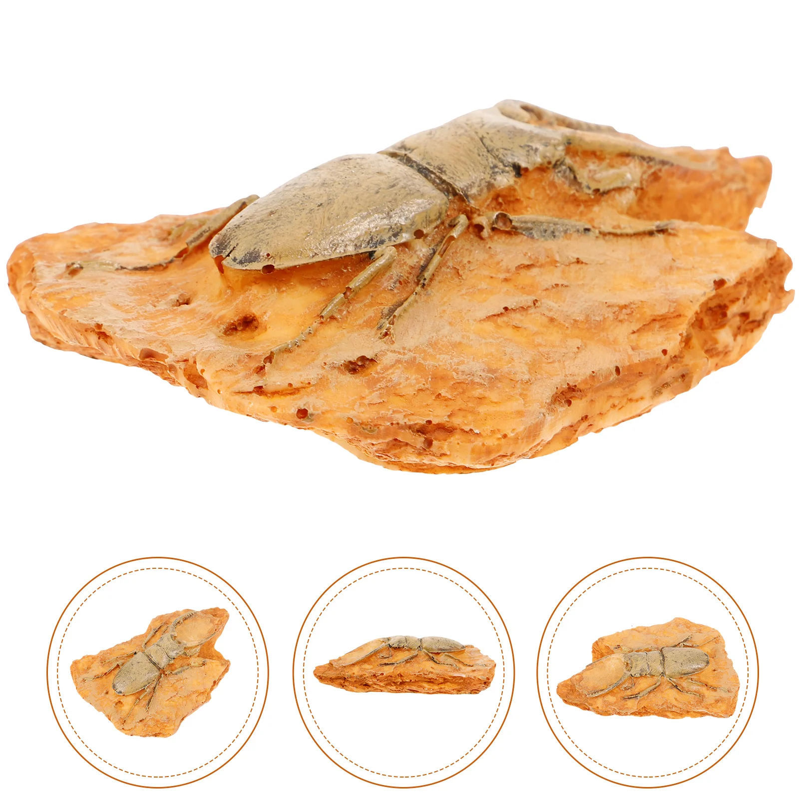 Украшение насекомых Палеонтологический образец Орнамент Наука Обучение пустыне