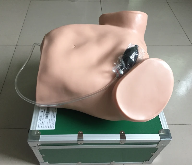 

Четыре части при пальпации, анальном обследовании и вагинальном обследовании, тренировочная модель