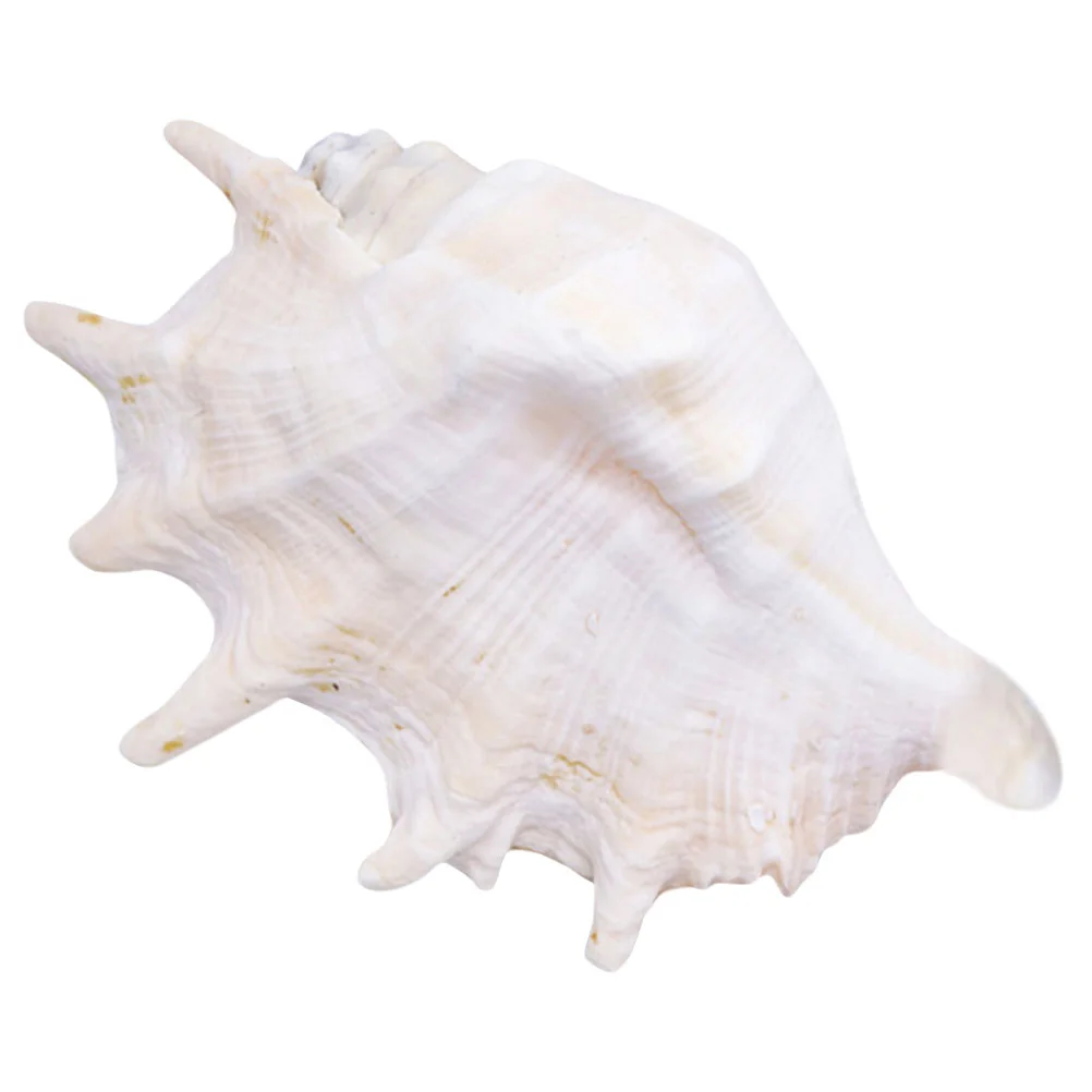 

Big Conch Seashell Decoration LargeShell Aquarium Decoration Tank Aquarium Shell Decor