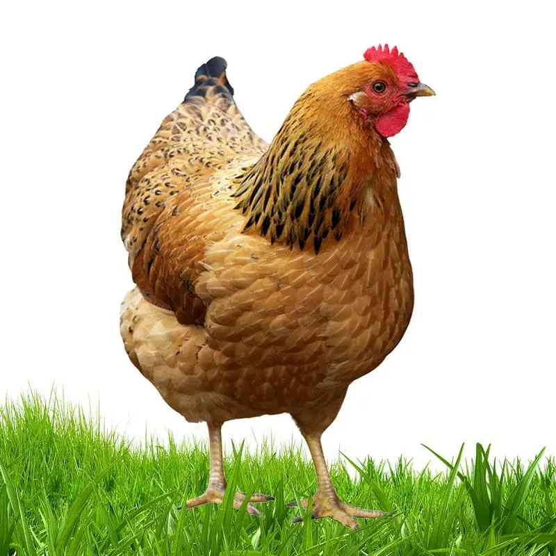 

Chicken Garden Decor 2D Acrylic Hen Statue Weatherproof Chicken Lawn Ornament Figurines For Outdoor Patio Garden Decor