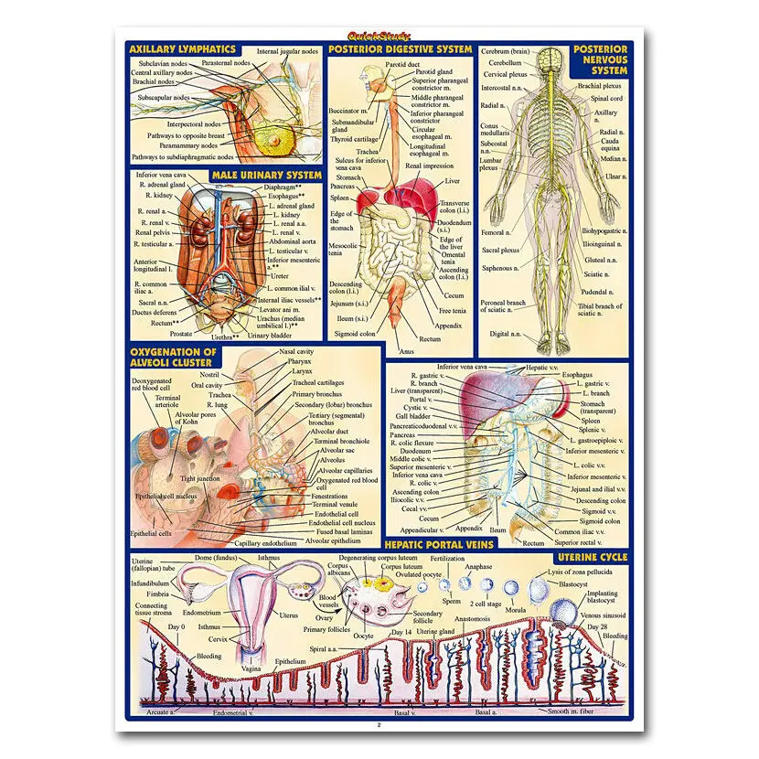 

Human Anatomy Body Map Art Picture Print Silk Poster Home Wall Decor