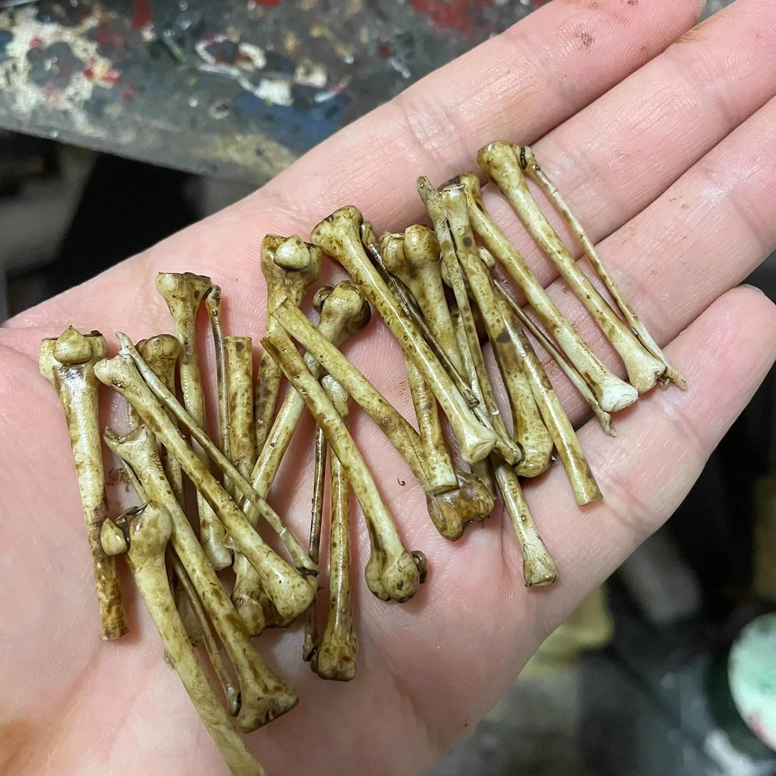 1 комплект человеческие пчелиные скелеты модель из ПВХ масштаб 1/12 7-дюймовый