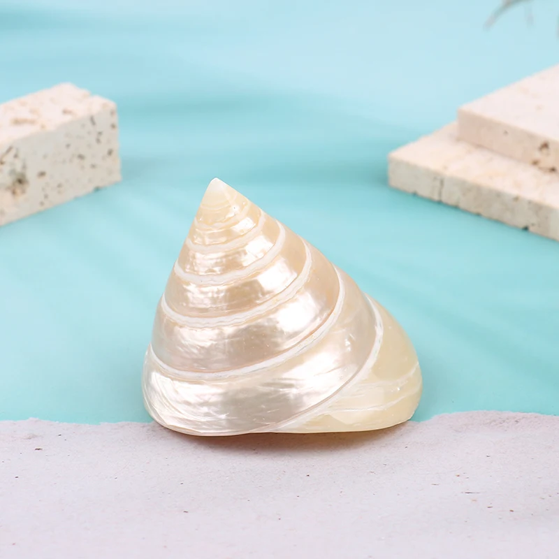 

Mini Seashells Conch Wall Decoration Natural Conch Shells Aquarium Landscap