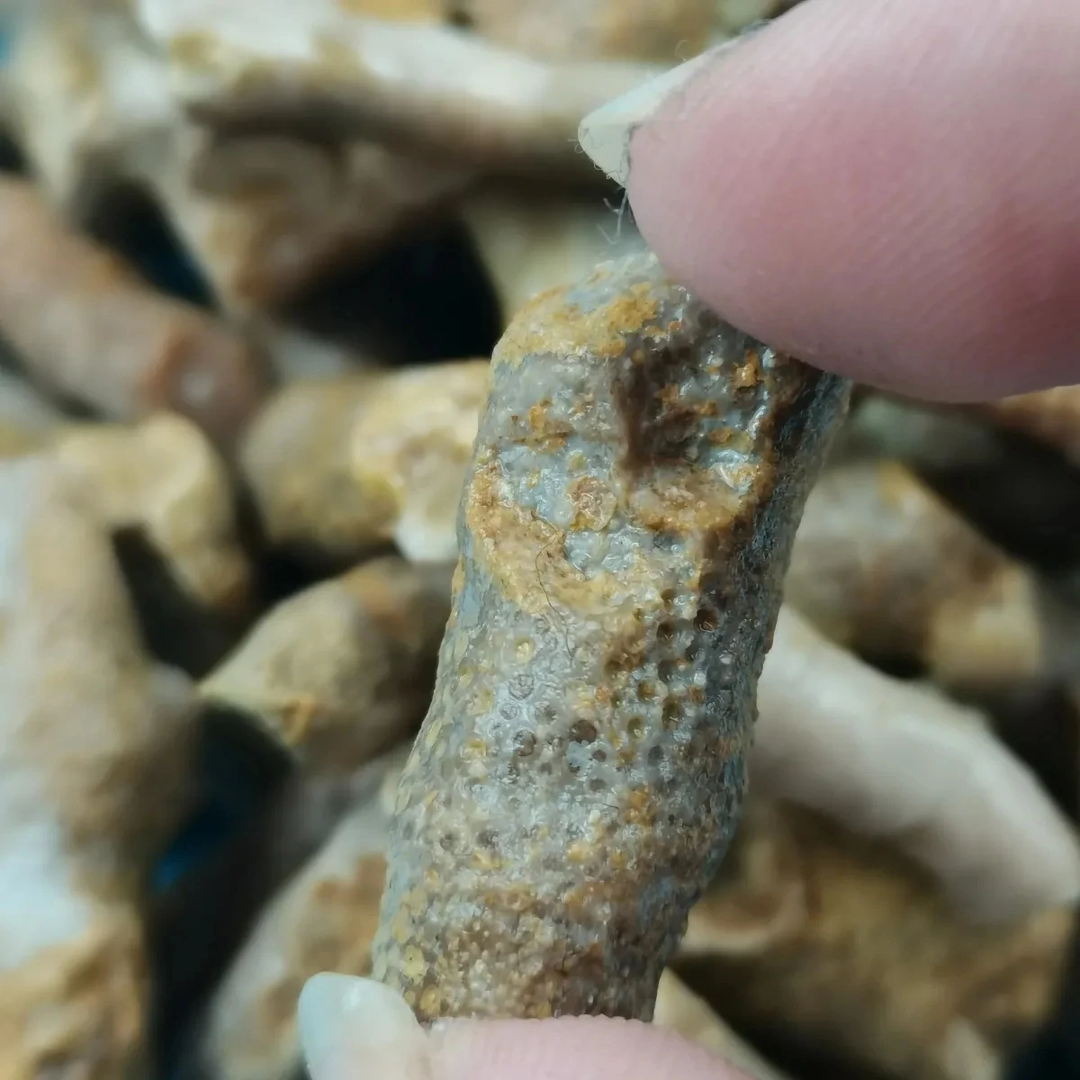 5Pcs Natural Crystal Original Stone Mine Cordyceps Stone Antique Collection Ornamental Stone Ornaments