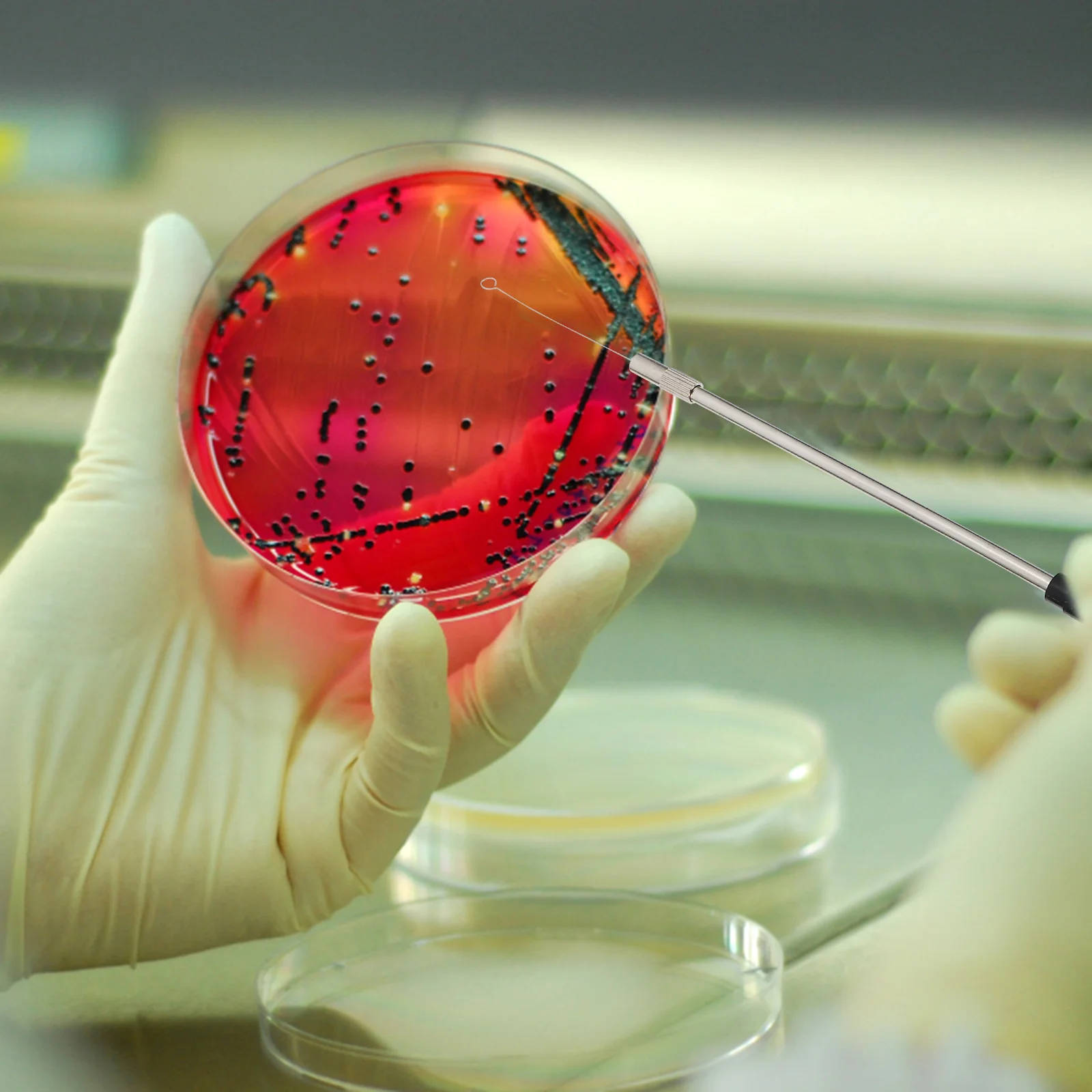 Инокуляционная палочка микробиологический стержень для инокуляции аксессуары