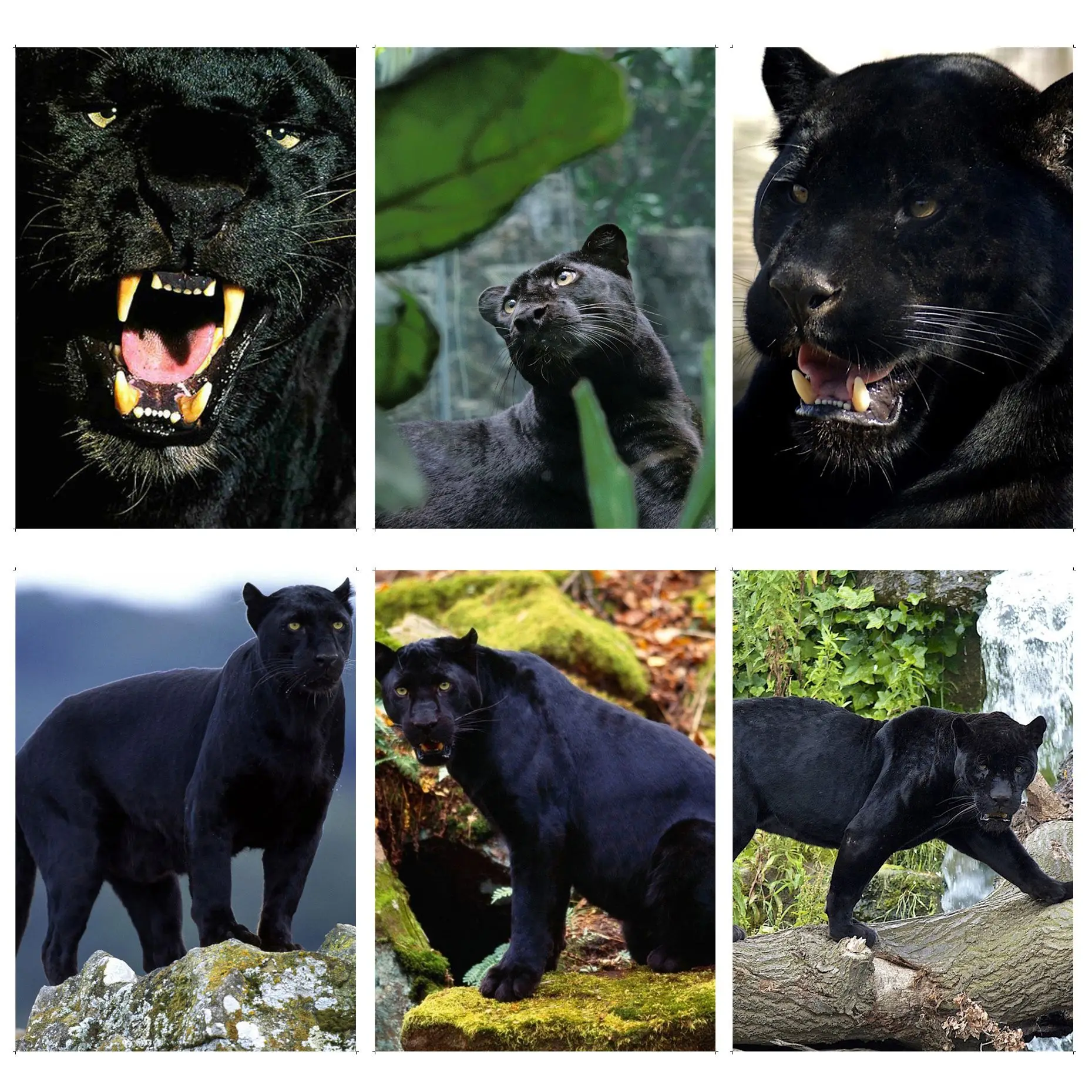 

Panther Classic Movie Posters Retro Kraft Paper Sticker DIY Room Bar Cafe Home Decor