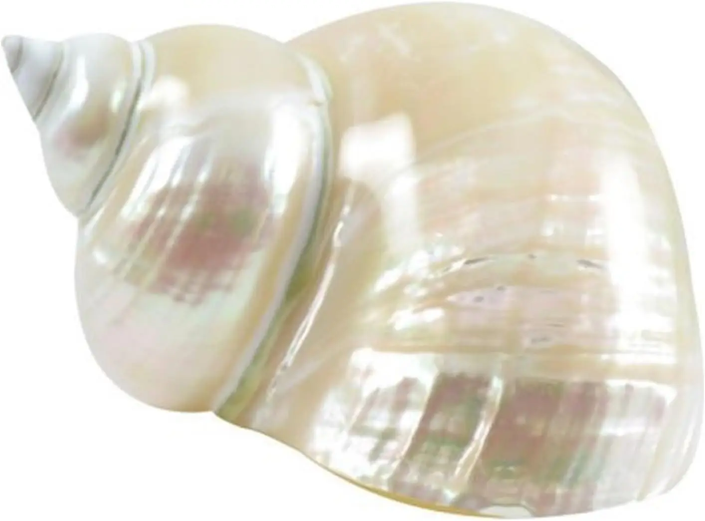 

Натуральные турбо-ракушки зелёного цвета 8-11 см