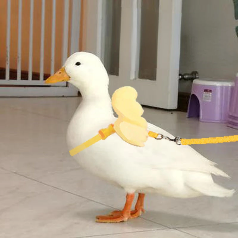 

Новинка, поводок для домашних животных, поводок для прогулок, поводок для курицы, гуся, поводок для прогулок, поводок для курицы, утки, кошки ...