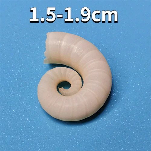 

Раковина спиральная натуральная