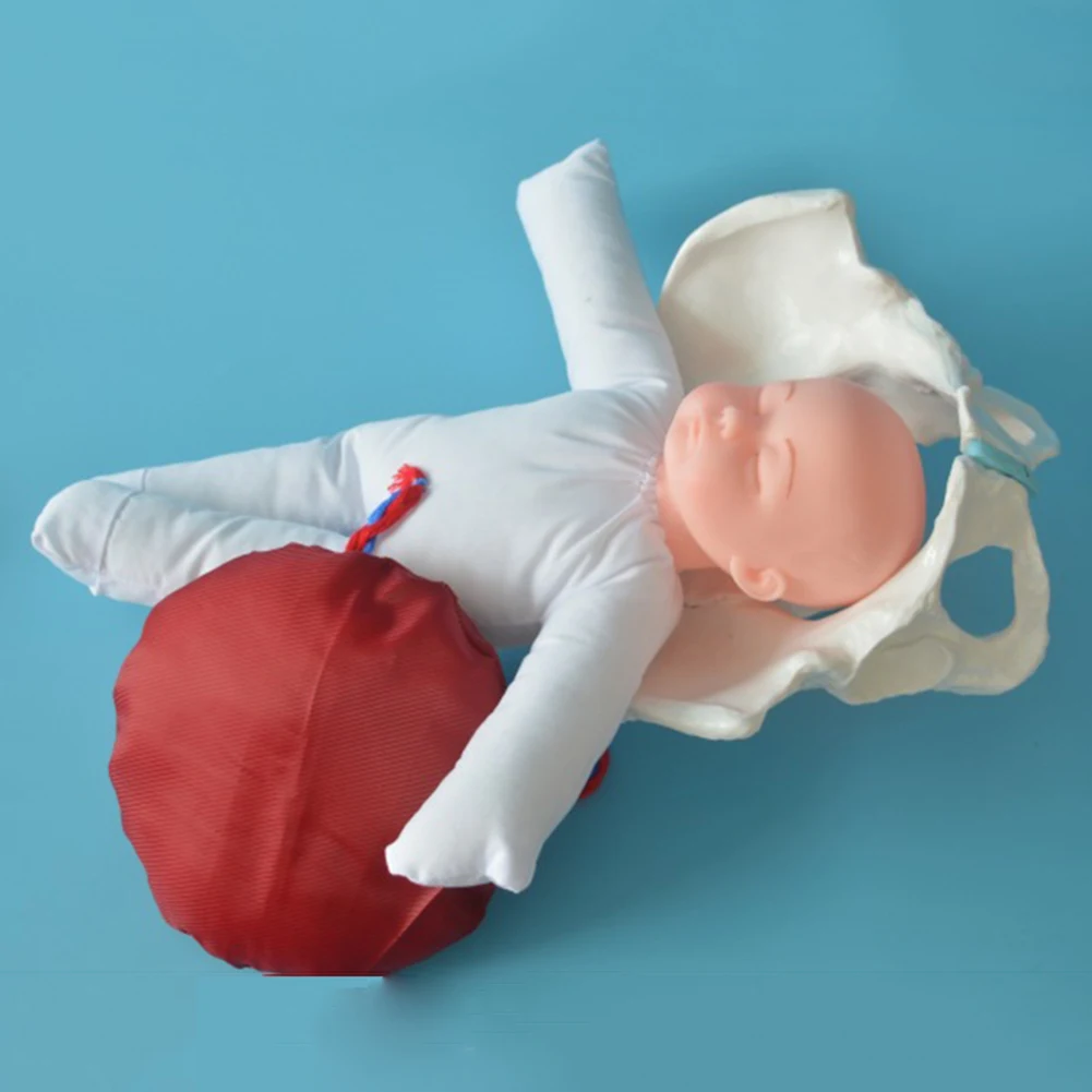 

1:1 Life Sized Human Delivery Demonstration Pelvis Teaching Anatomy Model Fetus Umbilical Cord Placenta Model