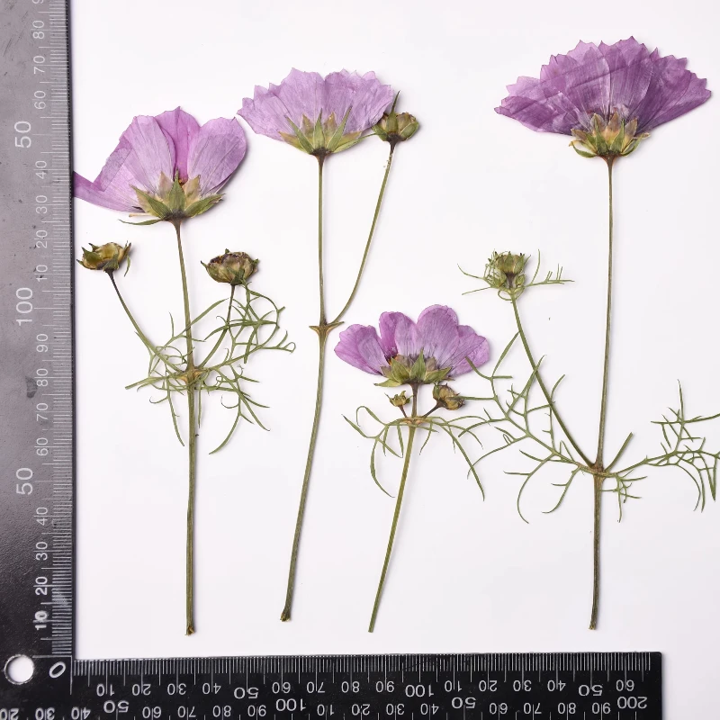 

Сухие цветочные ветки NYAConfetti, натуральные, 12 штук