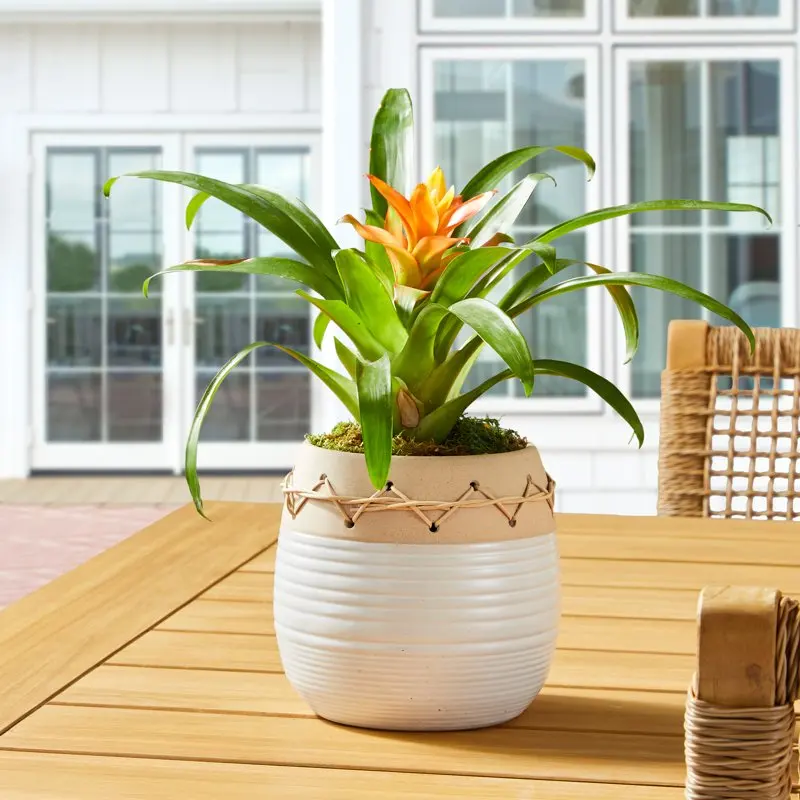 

& Jenny Marrs forBetter Homes 6 in Ellie Beige Ceramic Planter 2 Tone