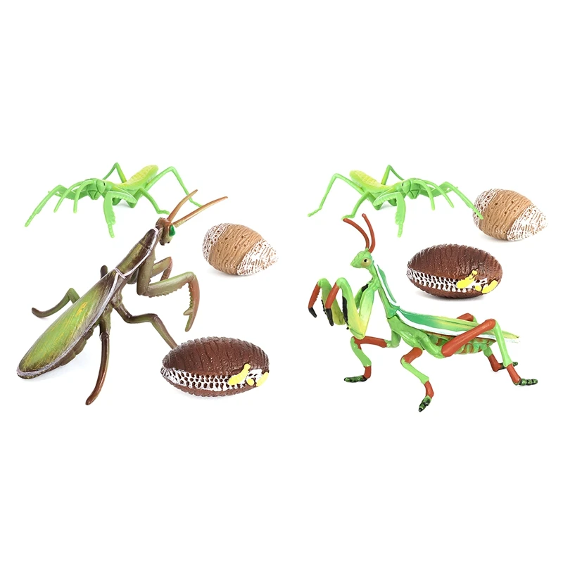 

Praying Mantis Growth Cycle Insect Life Cycles Animal Model Child Pre-School Biology Toys Teaching Aids