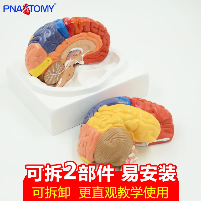 

Анатомия функциональной области мозга, модель цветного мозга человека, помощь при обучении, съемный цвет, 1: 1 дисплей