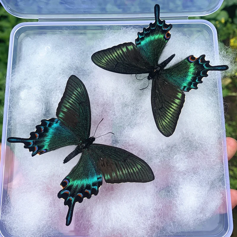 

2 Butterfly Specimens Real Butterfly Spread Wings Observation Insect Specimens Ornaments Handmade Creative Boxed Gift