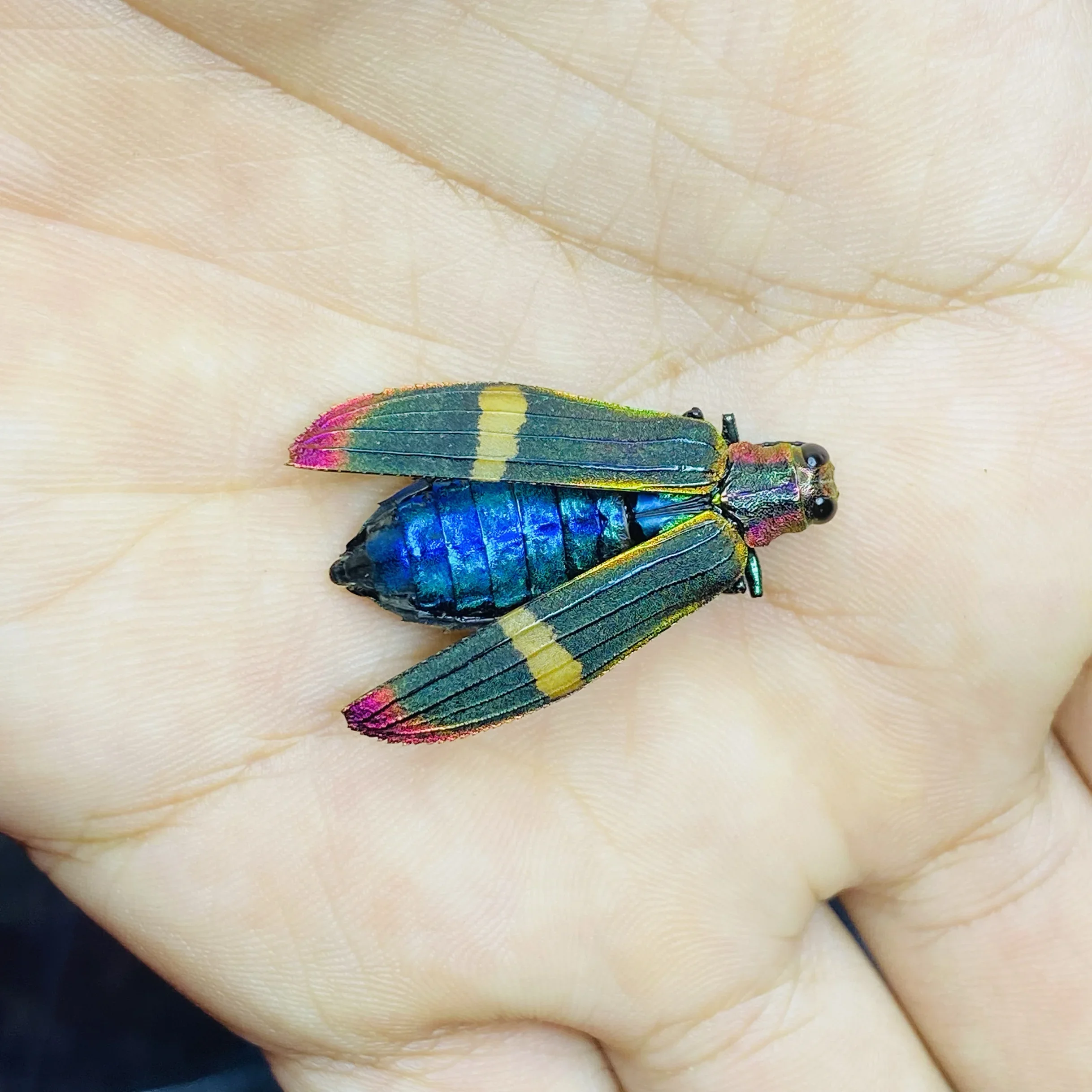 

Статуэтки черепах Mimela Ohausi