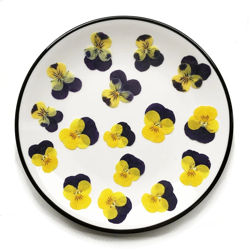 1 Набор прессованных фиолетовых и желтых сушеных Альт Триколор L. Цветочная