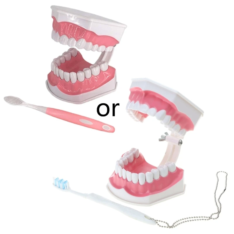 

Dental Child Teeth Teaching Model with Toothbrush Adult Teeth Gums Standard Demonstration Tool 2 Times Typodont Model