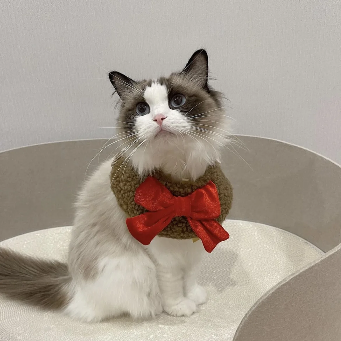 Нагрудник из овечьей шкуры для домашних животных милый маленький медвежонок