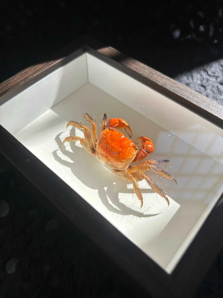 

Коллекционная статуэтка краба