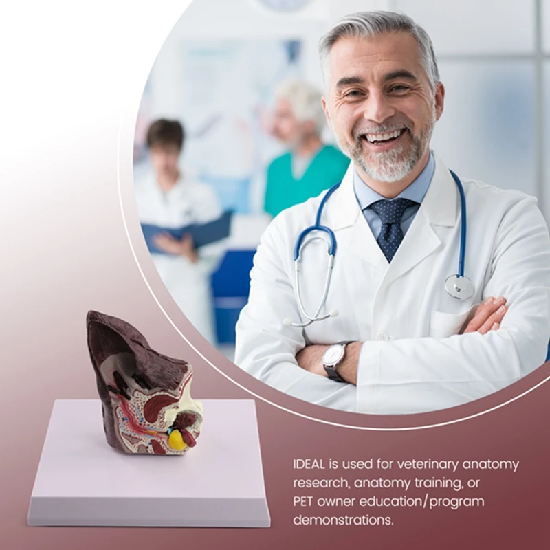 Модель анатомии животных для собак вспомогательная научная модель изучения