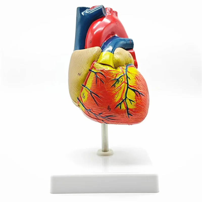 Модель человеческого сердца в натуральную величину — 2 части анатомически