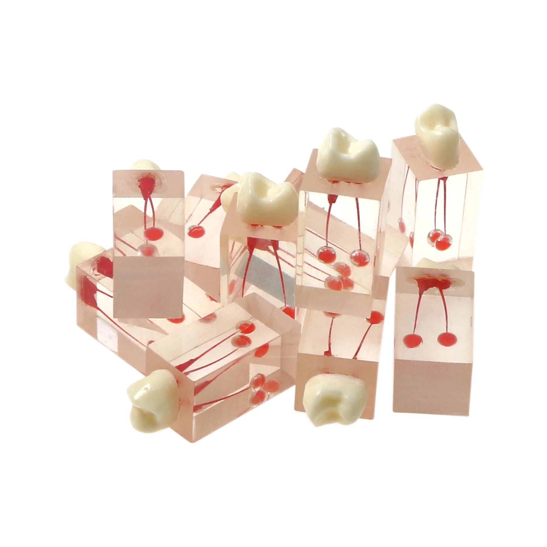 Модель корневых каналов BeingFoshan для эндодонтического обучения